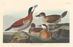 Rosse Stekelstaart, 1836